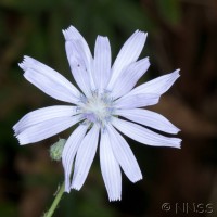 Blue-sow-thistle